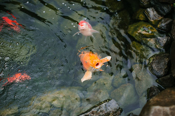koi fish in pond