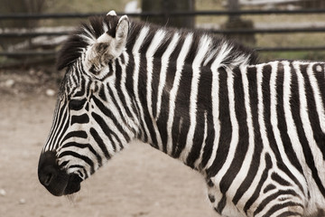 Obraz na płótnie Canvas A zebra head and shoulders from the side with soft background
