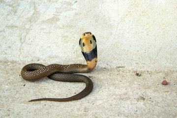 Baby snake Siamese cobra Naja kaouthia of Thailand on the cement floor background.