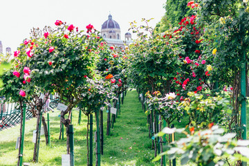 Alley of bright roses in the park