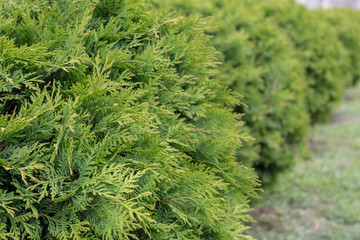 Green Living Fence Thuja Closeup