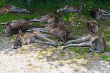 Kangaroo in nature