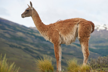 Guanaco (Lama guanicoe) in Valle Chacabuco, northern Patagonia, Chile.