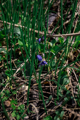 flowers in the forest