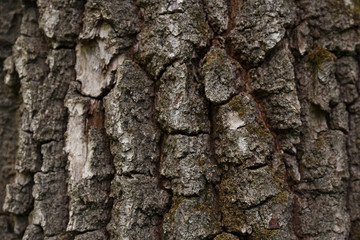 Brown tileable texture of the old tree.