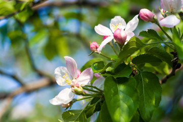 Obraz na płótnie Canvas Background of blooming beautiful flowers of apple on a sunny day in early spring close up, soft focus