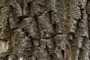 Brown tileable texture of the old tree.