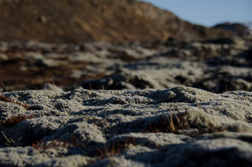 Huge old lava fields overgrown with Icelandic moss in an open-air emerald color