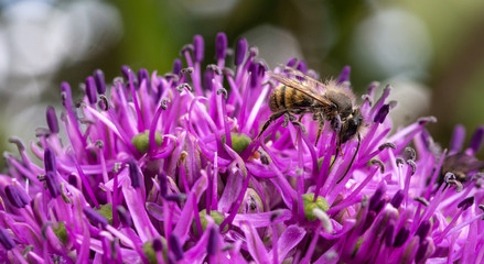 Biene in lila Zierlauch