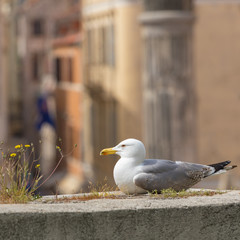 Seagull at historic center of the Croatian town of Zadar at the Mediterranean Sea, Europe.