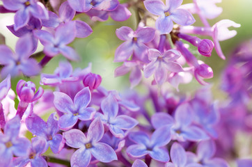Branch of blossoming lilac isolated on blur background.