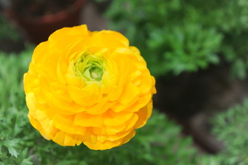 Persian buttercup Ranunculus asiatecus