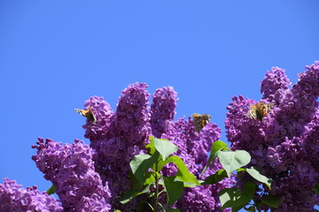 Butterfly Vanessa cardui on lilac flowers. Pollination blooming lilacs.