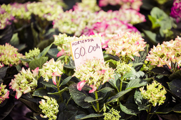 Flowers for sale at a Croatian flower market.
