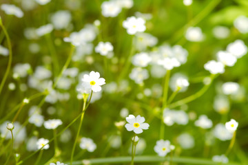 Wildblumenwiese mit kleinen, weißen Blumen