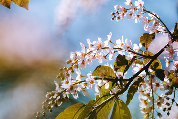 spring white flowers