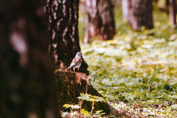 bird in forest