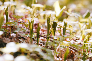 spring white flowers