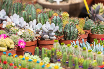 Succulent plants and cactus in pots for sale in street market.