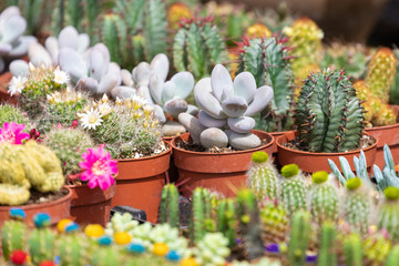 Succulent plants and cactus in pots for sale in street market.
