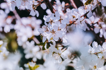 spring white flowers