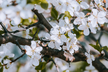 spring white flowers