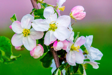 Flowers of apple on a bright green and violet background_