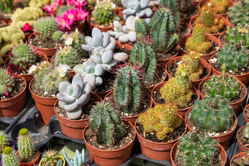Succulent plants and cactus in pots for sale in street market.