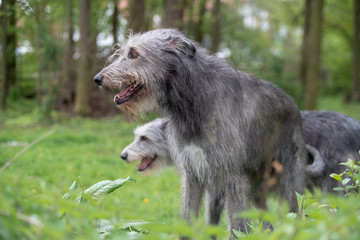 Wolfshunde vor dem Wald, Wolfhound