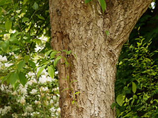Eucommia ulmoides - Arbre à gomme ou arbre à gutta-percha. Tronc et écorce gris clair