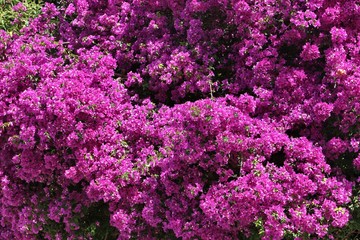 Bougainvillea blooming