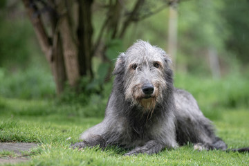 Fototapeta premium Wolfshunde in der Natur