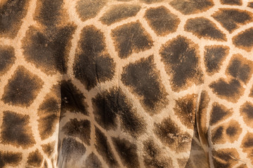 Genuine leather skin of giraffe with light and dark brown spots.