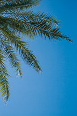palm tree in sky