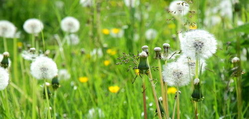 Pusteblumen - Blumenwiese - Wildblumenwiese