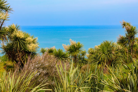 Blooming Cordyline australis trees (cabbage tree, cabbage-palm) on a background of the Black sea in Batumi botanical garden, Georgia