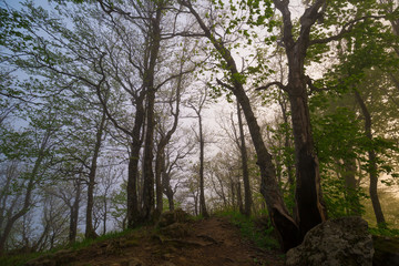 Mountain summer. Fairy misty forest, sunset