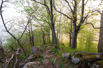 Fototapeta premium Mountain summer. Fairy misty forest, sunset