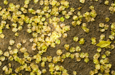 tree seeds on the ground in spring