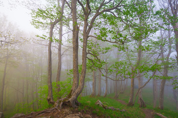 Obraz premium Mountain summer. Fairy misty forest, sunset