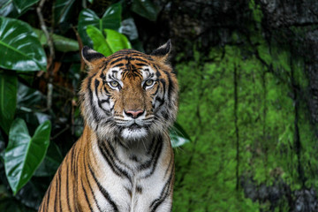 Fototapeta na wymiar tiger show face sit down in forest
