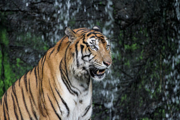 Fototapeta na wymiar tiger show tongue sit down in front of mini waterfall