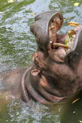 hippopotamus smile in river