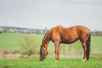 Obraz premium portrait of horse eating grass in green meadow