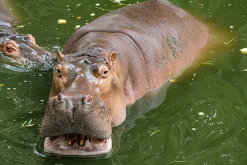 hippopotamus smile in river
