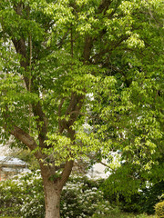 eucommia ulmoides - Arbre à gomme ou arbre à gutta-percha