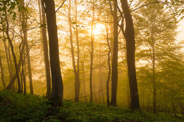 Obraz premium Mountain summer. Fairy misty forest, sunset
