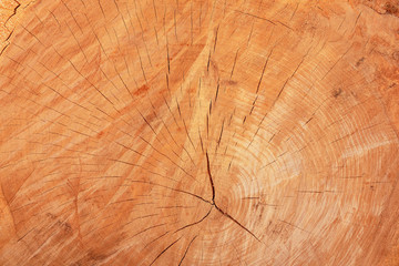The texture of freshly cut wood. Annual rings and cracks in the old tree. Horizontal seamless wooden background. Texture in high resolution. Color image.