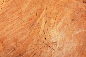 Naklejka premium The texture of freshly cut wood. Annual rings and cracks in the old tree. Horizontal seamless wooden background. Texture in high resolution. Color image.