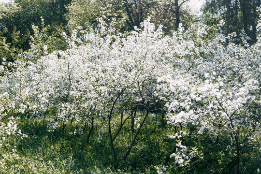 Cherry tree. Cherry orchard in bloom. Spring garden.